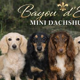 Dachshunds from Bayou d’Elara Dachshunds