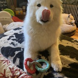 Samoyed Puppies from Rowan Hill Samoyeds