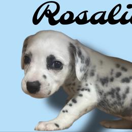 Rosalina - White and black female Dalmatian puppy in Bremen, Georgia from Clark’s Dalmatians