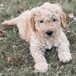 Rolls-Royce - Apricot male Goldendoodle puppy in Bethany, Oklahoma from Daisy Mae Doodles