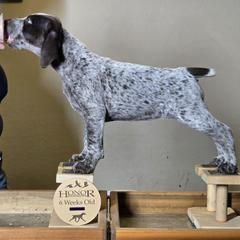 Spritz - German Shorthaired Pointer puppy from Honor German Shorthaired Pointers