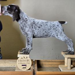 Spritz - German Shorthaired Pointer puppy from Honor German Shorthaired Pointers
