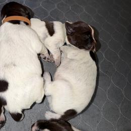 Canyon - Brown and gray male Wirehaired Pointing Griffon puppy in California from Rocking S Griffons
