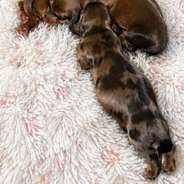 J - Dapple male Dachshund puppy in Crystal River, Florida from DachGen
