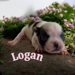 Logan - Black and white male Boston Terrier puppy in Galt, California from Monkey Biz Bostons