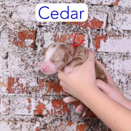 Cedar - Red  male Goldendoodle puppy in Calhoun, Georgia from Happy Top Doodles