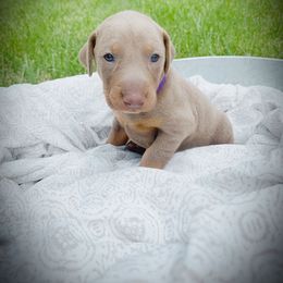 Doberman Pinscher Puppies from Ranchers Companion Doberman Kennel