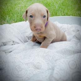 Doberman Pinscher Puppies from Ranchers Companion Doberman Kennel