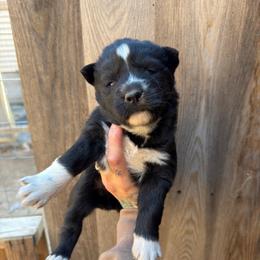 Girl 3 - Black and white female Siberian Husky puppy in Iron River, Wisconsin from Wiemeri Siberians