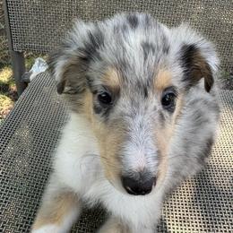 Nala - Blue merle female Collie puppy in Yukon, Oklahoma from ColliesOklahoma