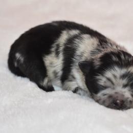 Boy 2 - Blue merle male Pomeranian puppy in Fort Jones, California from High Rocking Pom Poms
