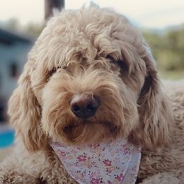 Abby - Goldendoodle