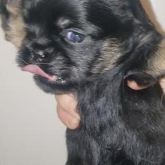Taz - Black and tan male Brussels Griffon puppy in Nc, Florida from Brusseluv2