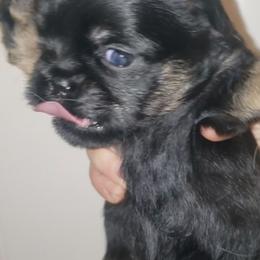 Taz - Black and tan male Brussels Griffon puppy in Nc, Florida from Brusseluv2