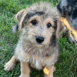Molly - Merle female Assorted Doodle Crosses puppy in Kansas City, Missouri from Beary GoldenDoodles