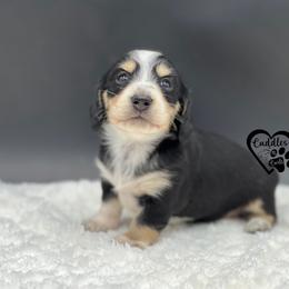 Luna - Black and cream female Dachshund puppy in Nashville, Arkansas from Cuddles n Curls