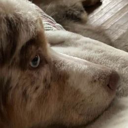 Australian Shepherds from John and Carries Aussies