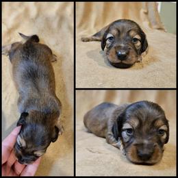 Shaded Cream Male 2 - Cream male Dachshund puppy in Panama City Fl, Florida from Southern Bliss Doxies
