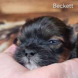 Beckett - Brown female Lhasa Apso puppy in Jefferson, New York from Absolute Lhasa Love