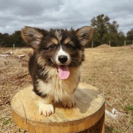 Olympus - Fluffy (Financing Available) - Black and tan male American Corgi puppy in Inverness, Florida from Canaan Farm Corgis