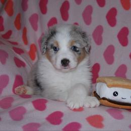 S'mores - Blue merle male Australian Shepherd puppy in Alma, Georgia from Epiphany Australian Shepherds