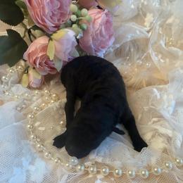 Arabella - Black female Poodle puppy in Poplarville, Mississippi from Southern Belle Poodles