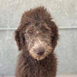 Goldendoodles and Poodles from Daisy’s  Doodles11