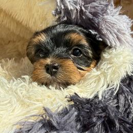 Sugar - Black & tan tri-color female Morkie puppy in Walla Walla, Washington from Linda Sherman
