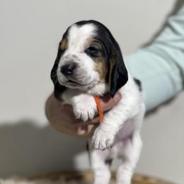 Nutmeg - Black brown and white male Basset Hound puppy in Lone Jack, Missouri from Wee Little Bassets