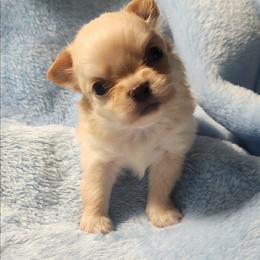 Roman - Gold and white male Chihuahua puppy in Gerald, Missouri from OutLaw Chihuahua's