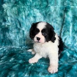 Lil Pocket - Black and white male Cavapoo puppy in Knoxville, Tennessee from Rocky Top Cavapoos