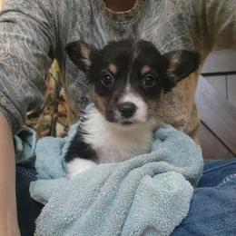 Boy 1 - Black and tan male Pembroke Welsh Corgi puppy in Odessa, Missouri from LOYAL T K9's CORGIS