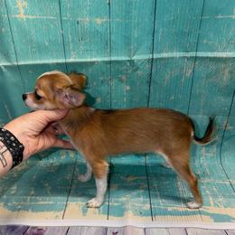 8839 chocolate sable - Chocolate sabled fawn female Chihuahua puppy in Palmyra, Indiana from Country Star Chihuahuas