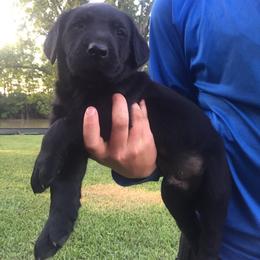 Labrador Retriever Puppies from Andy Lafleur