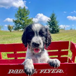 Aqua collar - White and black female English Springer Spaniel puppy in Sterling, Michigan from Springerdoodles In MI