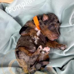 Pumpkin - Merle male Goldendoodle puppy in Murrieta, California from Apricot Poodles & Goldendoodles, LLC