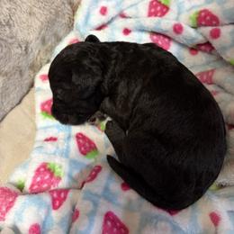 Bedlington Terrier Puppies from Thistledown Bedlington Terriers