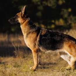 German Shepherd All Grown Up from Southern Gateway German Shepherds