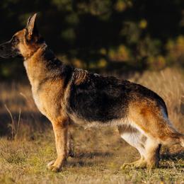German Shepherd All Grown Up from Southern Gateway German Shepherds