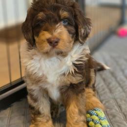 Woody - Chocolate merle male Bernedoodle puppy in Malden, Illinois from Doting Doodles