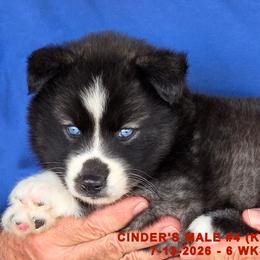 CINDER'S MALE 4 - Black and white male Siberian Husky puppy in Manilla, Iowa from Bruck's Siberian Huskies