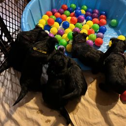 Scottish Terrier Puppies from Moo's Scotties