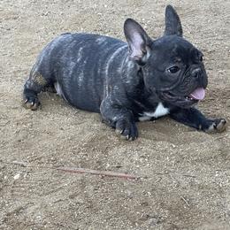 French Bulldog and Labrador Retriever Puppies from Desiree Ortiz's French Bull Dogs and Labrador Retrievers