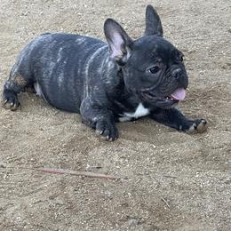 French Bulldog and Labrador Retriever Puppies from Desiree Ortiz's French Bull Dogs and Labrador Retrievers