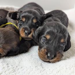 Kylie - Black and tan female Dachshund puppy in Danbury, New Hampshire from Maplewood Mountain Farm