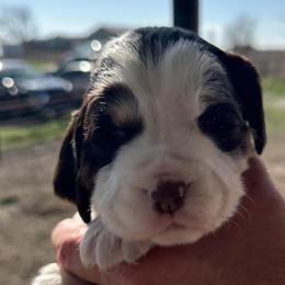 Yellow - Liver white and tan female English Springer Spaniel puppy in Godley, Texas from Legacy Springer Spaniels