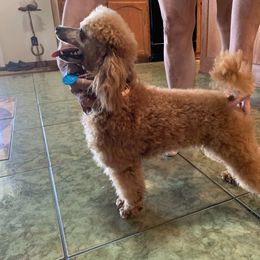 STAR - Poodle
