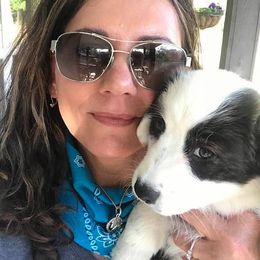 Cardigan Welsh Corgi Puppies from Stornoway Cardigan Welsh Corgis