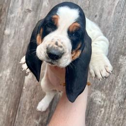 Chunk - Black tan and white male Basset Hound puppy in Clinton, Tennessee from High Hopes Hounds