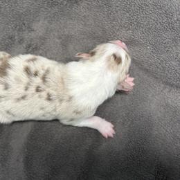 Female 1 - Red merle female Border Collie puppy in Oxford, Florida from RSR Border Collies